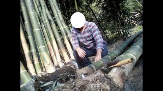 COMO SEMBRAR BAMBU GIGANTE cultivo españa plantacion dendrocalamus bambusa phyllostachys comprar [upl. by Dugas310]