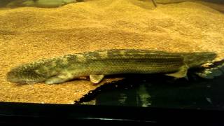 Polypterus lapradei koliba [upl. by Onida]