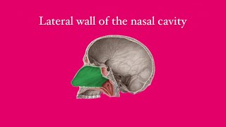 Anatomy of the nose lateral wall of the nasal cavity [upl. by Eirelav]