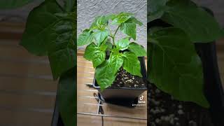 Chili Update Steckling germandeutsch garden peppergrowing chili natur gardening pepper [upl. by Desai]