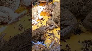 frogs frog​​​​​​fishingvideo babyanimals frogging animals amazingfish short shortsvideo 2 [upl. by Dysart]