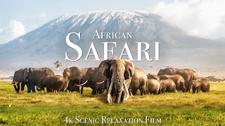 African Safari 4K  Scenic Wildlife Film With African Music [upl. by Ariaj]