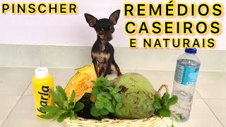 REMÉDIOS CASEIROS E NATURAIS PARA VERMES PULGAS CARRAPATOS E SARNAS EM CACHORRO PINSCHER FILHOTES [upl. by Naenej345]