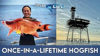 ONCEINALIFETIME Hogfish at Frying Pan Tower [upl. by Estas]