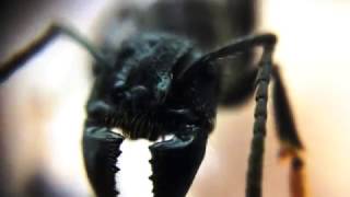 Holding a queen bullet ant Paraponera clavata macro footage [upl. by Rosner]