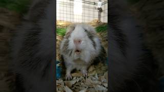 This Is What An Angry Guinea Pig Looks Like [upl. by Aerbma]