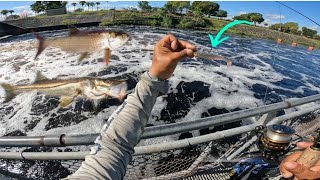 Ortona Locksspillway fishing for snook and tarpon🔥 use this NLBN lure [upl. by Shirlee627]