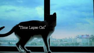 Time Lapse Cat  81109 [upl. by Ayeka]