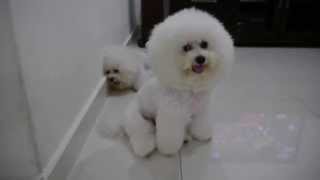 Dogs  Bichon Frise Tired after Grooming [upl. by Ardnos655]