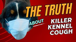 LIVE Mystery Dog Virus Spreads  Killer Kennel Cough  The Truth [upl. by Seumas973]