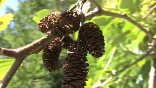 Alnus rubra Betulaceae red alder [upl. by Mokas]