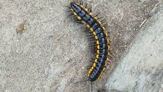 Millipede moving near road Millipedelifecycle millipedelife keeda kenno millipede millipedetoy [upl. by Suiratnauq825]