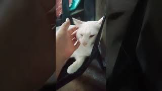 ISANG PUSA NA MAY DALAWANG MAG KA IBANG KULAY NG MATA [upl. by Anoval]