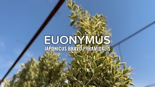 EUONYMUS JAPONICUS BRAVO PYRAMIDALIS [upl. by Neggem673]