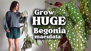 Easy Begonia Plant Care How I Grow My Tall Begonia [upl. by Libbey]