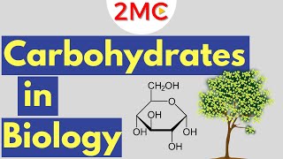 Carbohydrates  Biological Molecules Simplified 1 [upl. by Malin]