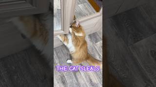 THE CATS STEALS cat cutecatsounds cute catlover catmeowing cuteecats cutecat [upl. by Aggie151]