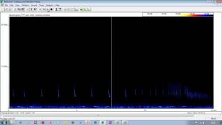 Pipistrelle bat feeding buzz [upl. by Nylek]