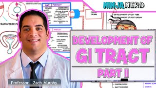 Gastrointestinal  Development amp Embryology of the GI Tract Part 2 [upl. by Devaney]