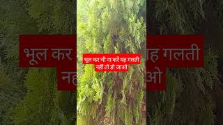 malayalam plants tree tamil motivation shortsvideo religion flowers astrology [upl. by Marilee673]