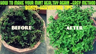 HOW TO MAKE YOUR MINT HEALTHY AGAIN FAST N EASY [upl. by Medora]