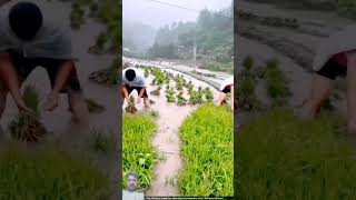 Ladder farming paddy story vlog agrifact farmfacts farming agriculture [upl. by Ahsielat275]