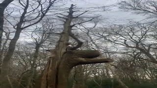 Oak tree still standing proud naturalhistory [upl. by Lockwood]