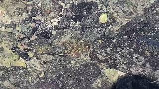 Rockfish at Kikaua Point Park  North Kona Hawaii [upl. by Stanwood]