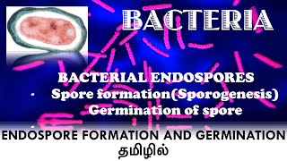 Bacterial endospore formation  Sporulation  Sporogenesis  Germination of endospore  தமிழில் [upl. by Nickey]