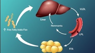 Fatty Acids and Disease in Type 2 Diabetes [upl. by Elwira694]