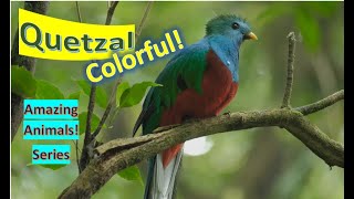 Quetzals 🦜Quetzal facts 🦅 trogon family [upl. by Faustina]