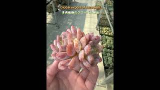 Echeveria Aeonium Haworthia succulent plants exported globally at ultralow prices [upl. by Sperling]