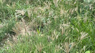 Chloris gayana Chloris abyssinica Rhodes Grass [upl. by Eidorb]