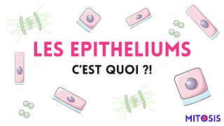 Les épithéliums c’est quoi [upl. by Schroth508]