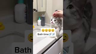 Another funny story with my love❤️❤️ cat kittten catlover kittty catvideos [upl. by Tilford]