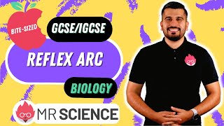 Reflex Arc  Brain  Bitesized  GCSE  IGCSE  Mr Science in 8K [upl. by Airtal]