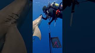 Shark handler and educator is redirecting a shark [upl. by Calley927]