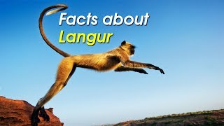 10 Facts about Langur  Indias Terrestrial Monkey [upl. by Bathilda]