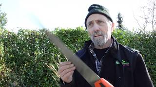 How to Cut Back the Butterfly Bush Buddleja [upl. by Chester]