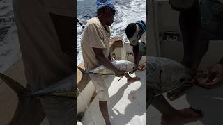 Using small yellowfin for marlin bait in Abidjan Africa pechextreme [upl. by Nnylannej]