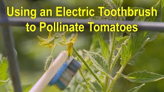 Pollinating Tomatoes with an Electric Toothbrush – This Week in the Garden [upl. by Zacek216]