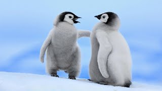 What Does a Penguin Sound Like Real Penguin Calls and Noises [upl. by Celestyn4]