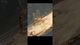 Dragon fly laying eggs in slow motion [upl. by Polloch]