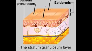 Structure and Function of Stratum Granulosum Layer [upl. by Jerold]