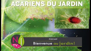 TIQUES AOÛTATS ARAIGNÉES ROUGES CONNAÎTRE IDENTIFIER ET LUTTER CONTRE LES ACARIENS DU JARDIN [upl. by Clementi]