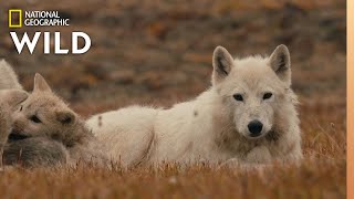 The Wolf Queen and Cubs  Kingdom of the White Wolf [upl. by Korns]