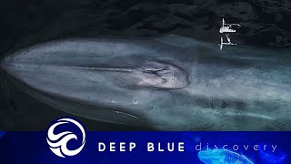 Beluga whale steals GoPro and great white attacks diver 1000 subscribers special [upl. by Etienne]