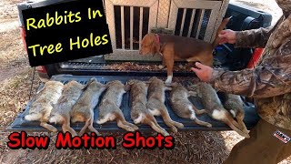 Epic Rabbit Hunt In South Carolina A MUST SEE [upl. by Adelia]