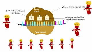 Ribosomal RNA rRNA [upl. by Sairahcaz]