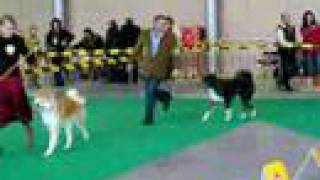 Akita World Dog Show 2006 Poznan BOB [upl. by Leunas]